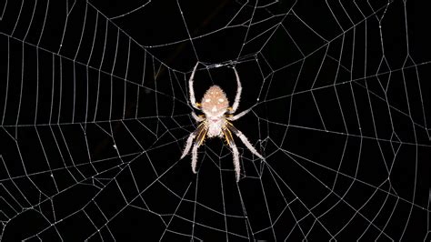 Spider web architecture: Nature's engineering genius